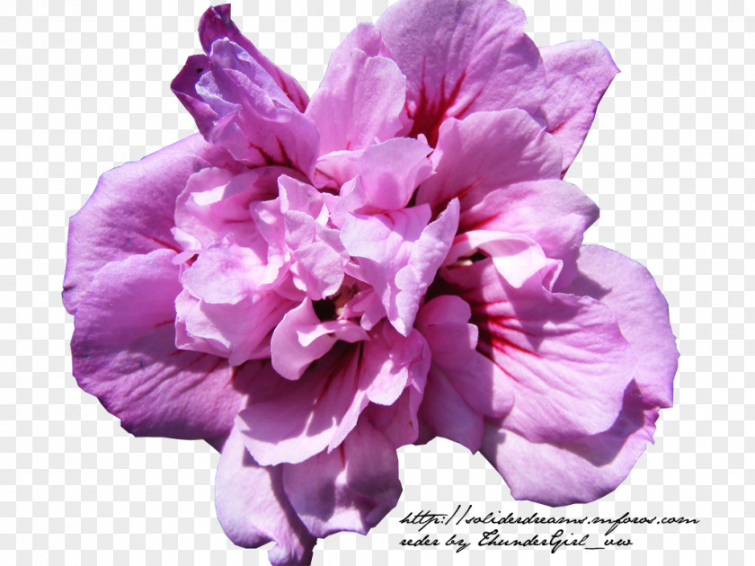 Flor Mallows Lilac Hibiscus Violet Azalea PNG