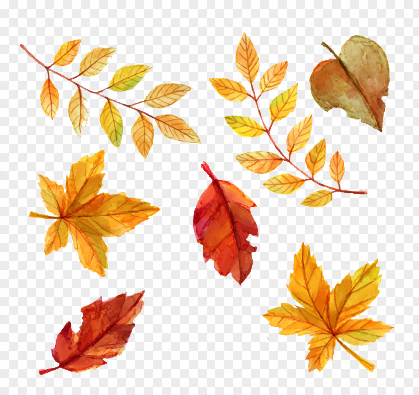 Watercolor Leaves Autumn Leaf Color Euclidean Vector PNG