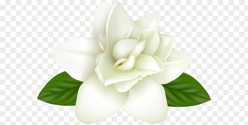Black And White Flower Transparent Image Photography JPEG PNG