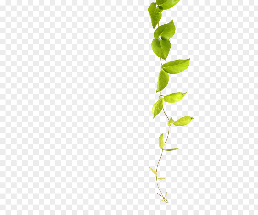 Green Leaf Vines Vine Plant Common Ivy PNG