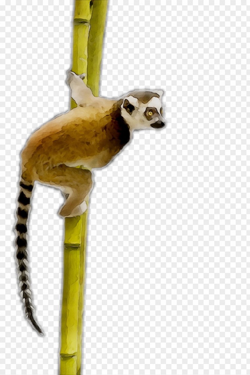 Monkey Product Tail PNG