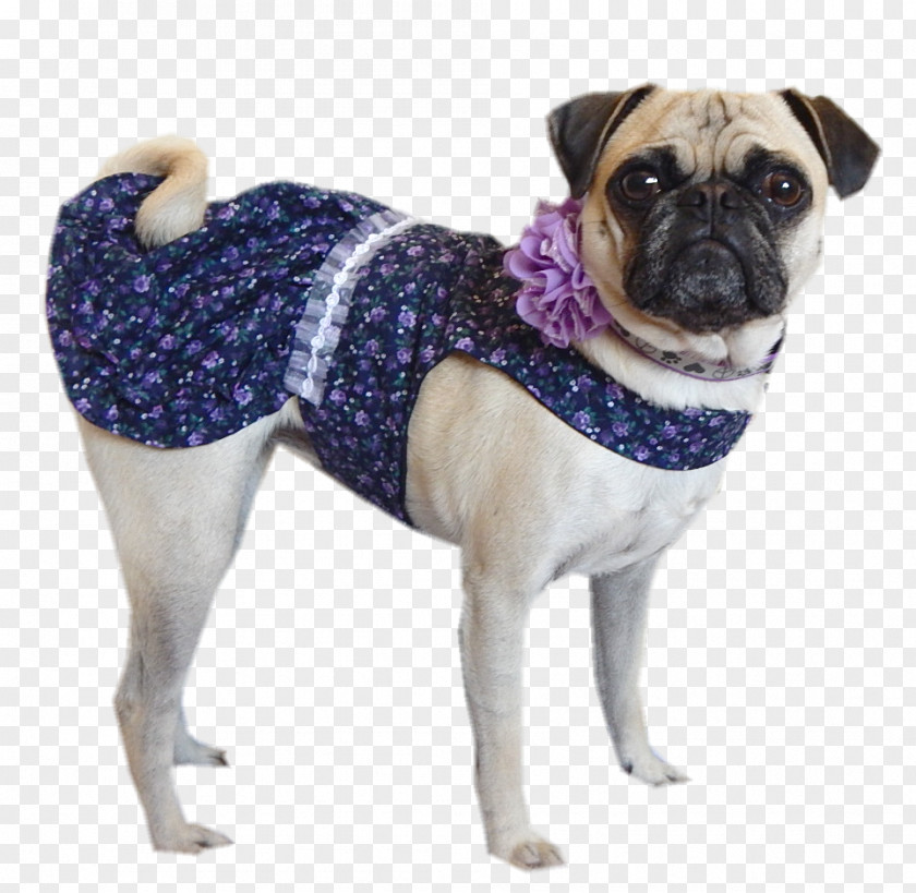 Put A Pillow On Your Fridge Day Pug Dog Breed Companion Toy Snout PNG