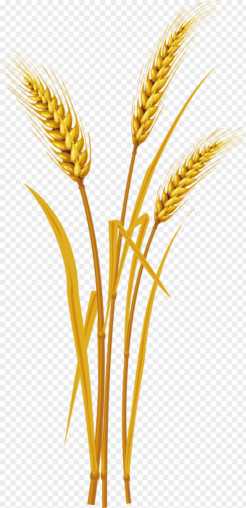 Rice Ear Wheat Clip Art PNG