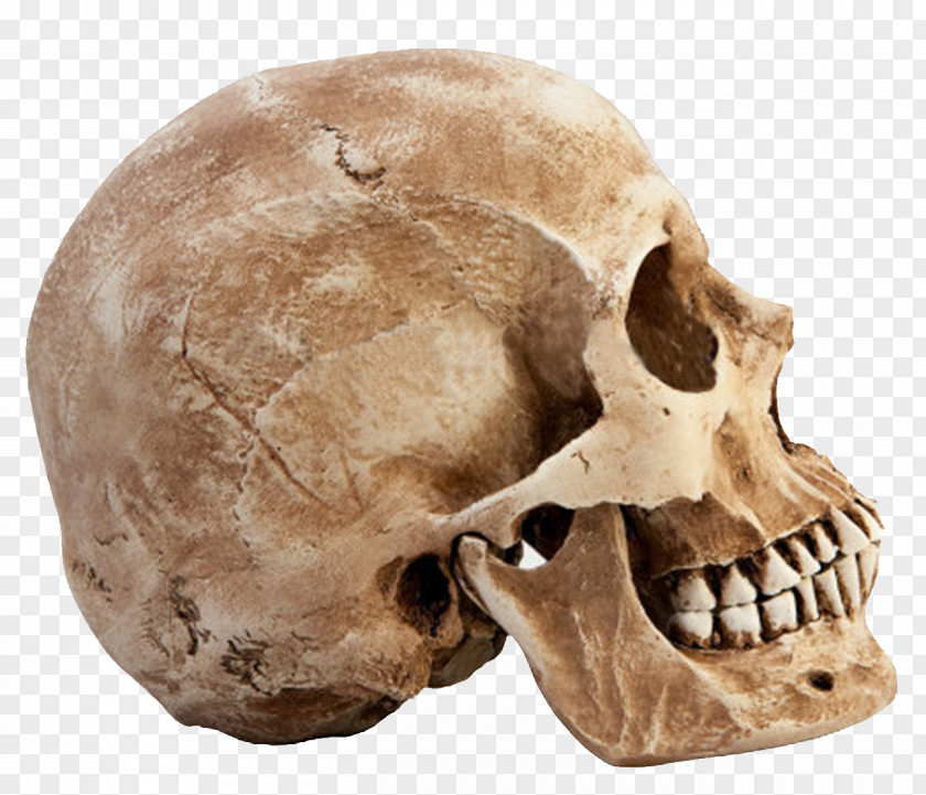 Skull Transparent Images Human Bone Euclidean Vector PNG