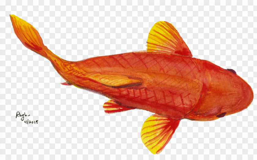 Stingray Fish Goldfish Fauna PNG