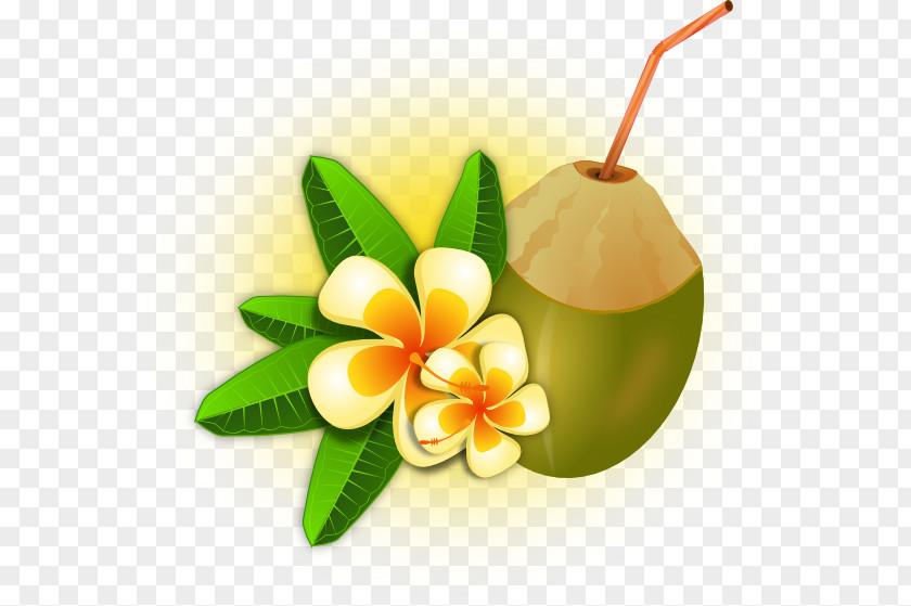 Tropical Flower Cocktail Tropics Coconut Water Clip Art PNG