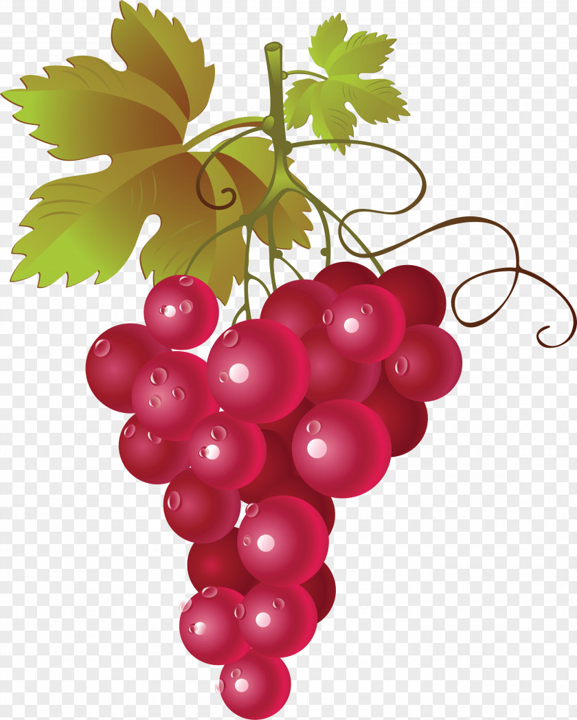 Grape Image Red Wine Common Vine Clip Art PNG