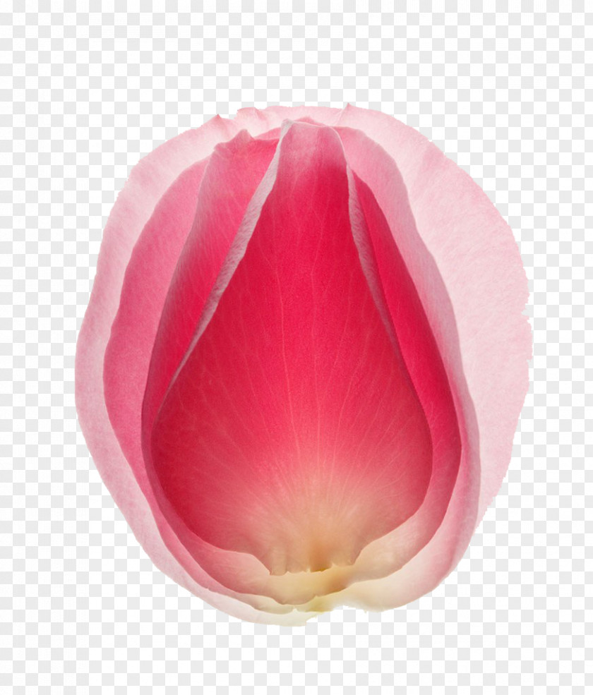 Pink Rose Petals Download Application Software Wallpaper PNG
