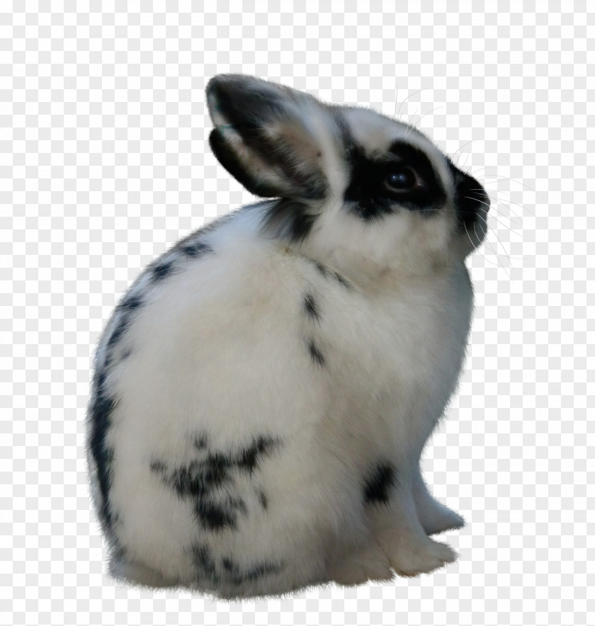 Rabbit Domestic Hare Easter Bunny Angora PNG