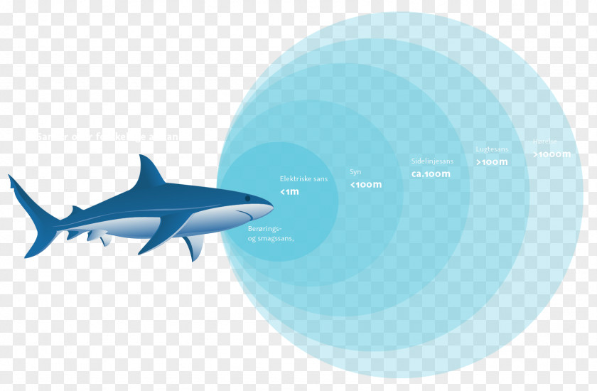 Shark Requiem Sharks Sense Olfaction Odor PNG