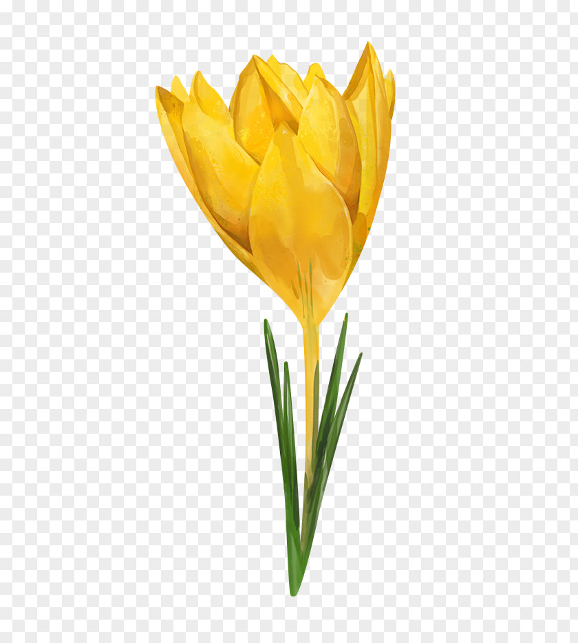 Tulip Watercolor Painting Flower Yellow Crocus Flavus PNG