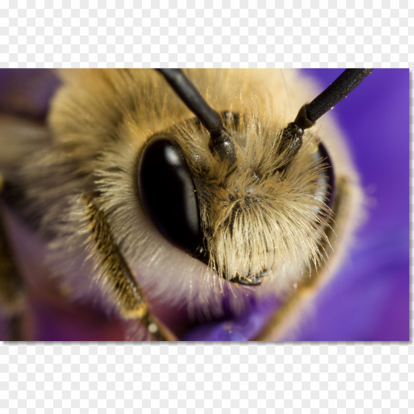 Bee Honey Close-up Snout PNG