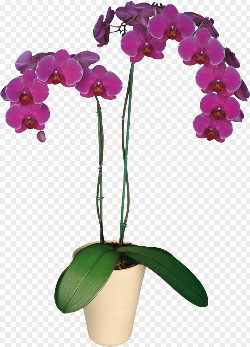 Flower Houseplant Moth Orchid Seed Plants PNG