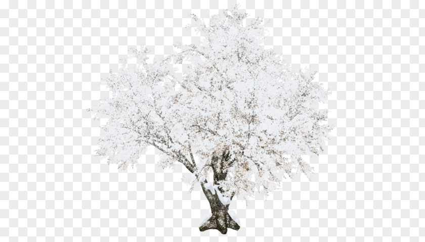 Tree PNG