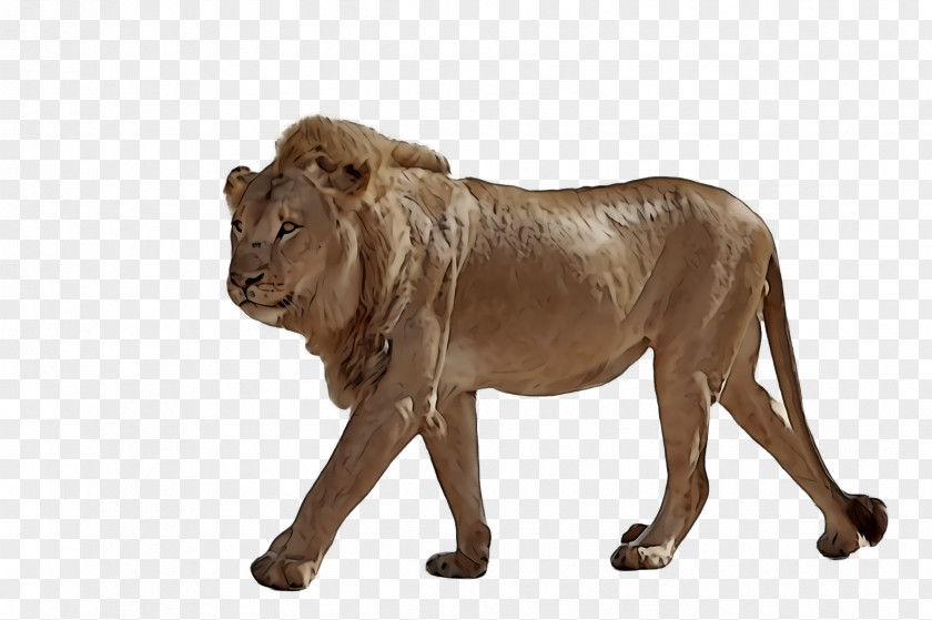 Lion Wildlife Animal Figure Snout PNG