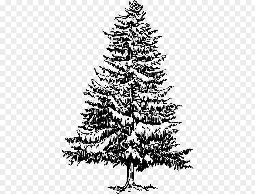 Tree Eastern White Pine Fir Spruce Clip Art PNG