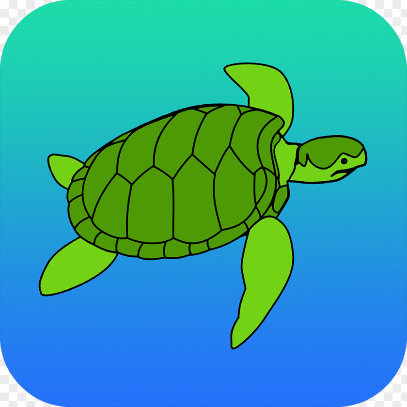 Turtle Loggerhead Sea Tortoise Clip Art PNG