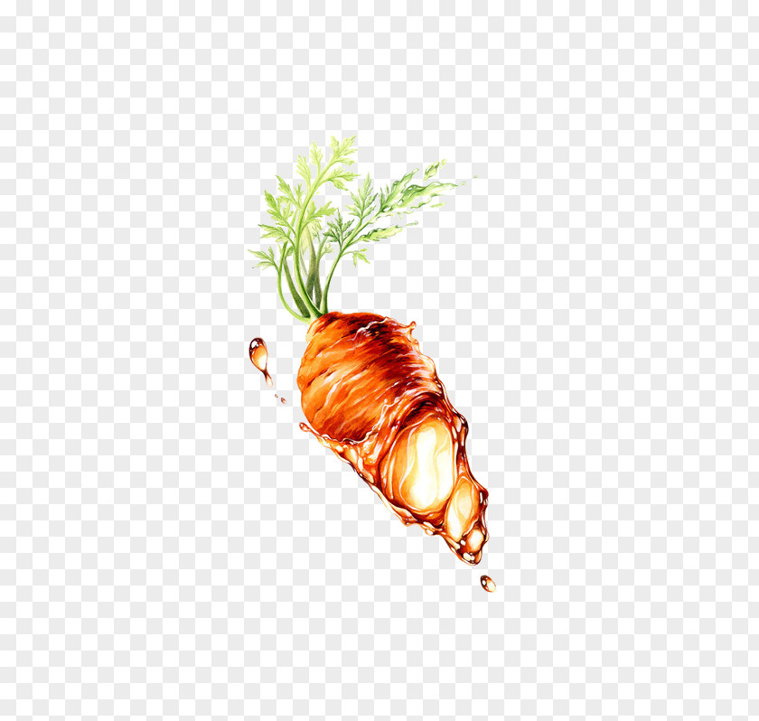 Carrot Seed Oil Vegetable PNG
