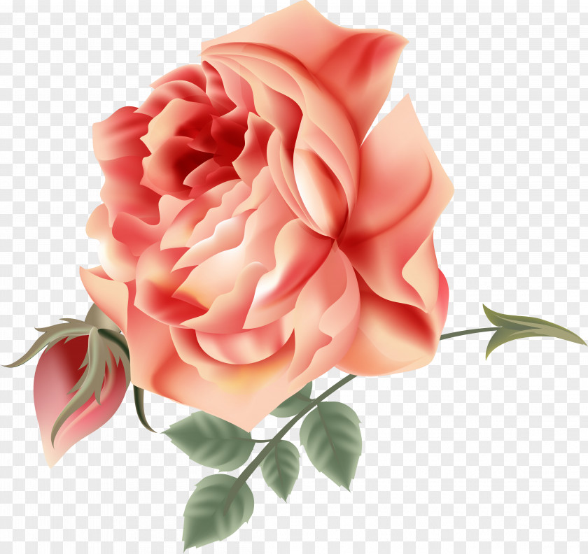 Flower Garden Roses Cabbage Rose Cut Flowers Floral Design PNG