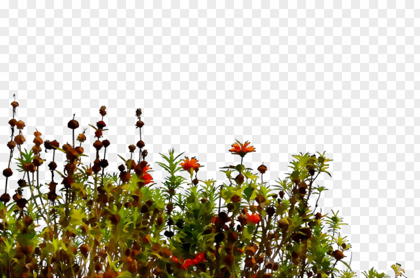 Flowering Plant Branching Sky Plants PNG