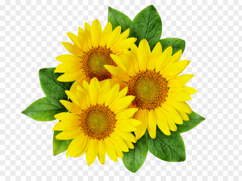 Sunflower Common Clip Art Image Drawing PNG