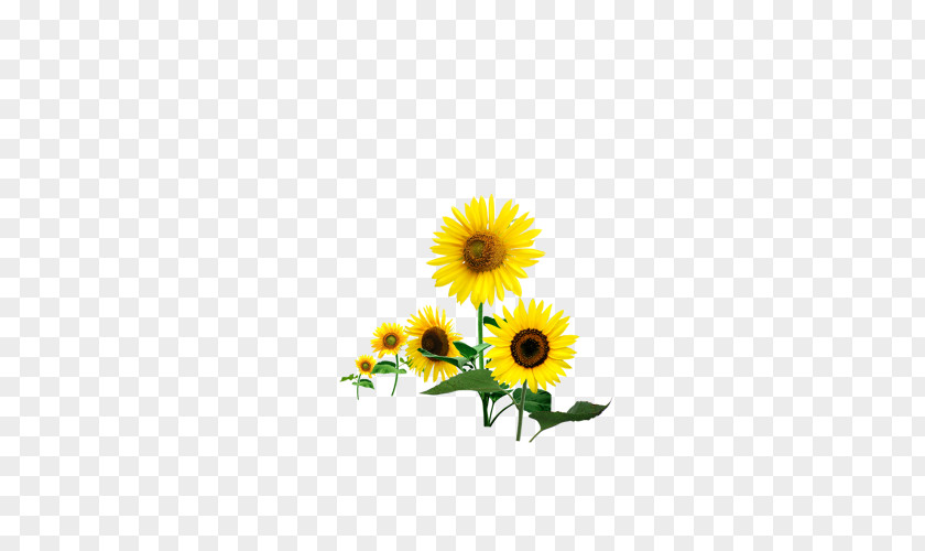 Sunflower Flower Decoration Material Common Download PNG