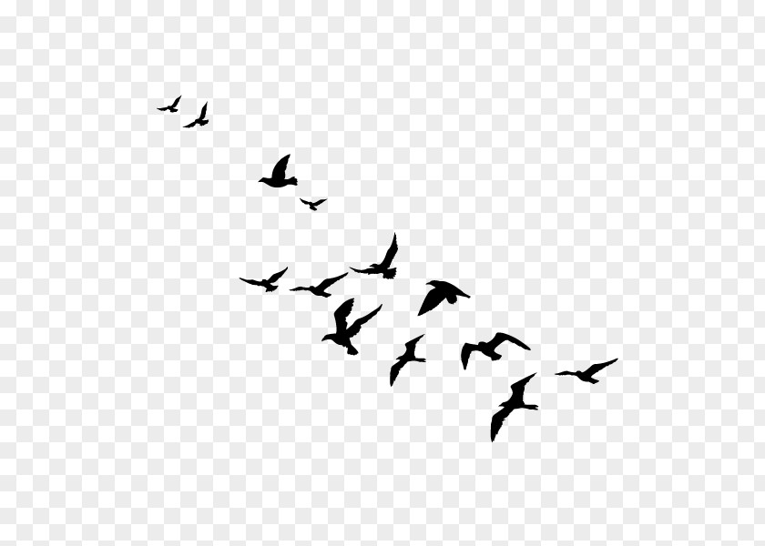 Flying Birds Silhouette Bird Migration Flock Swans Goose PNG