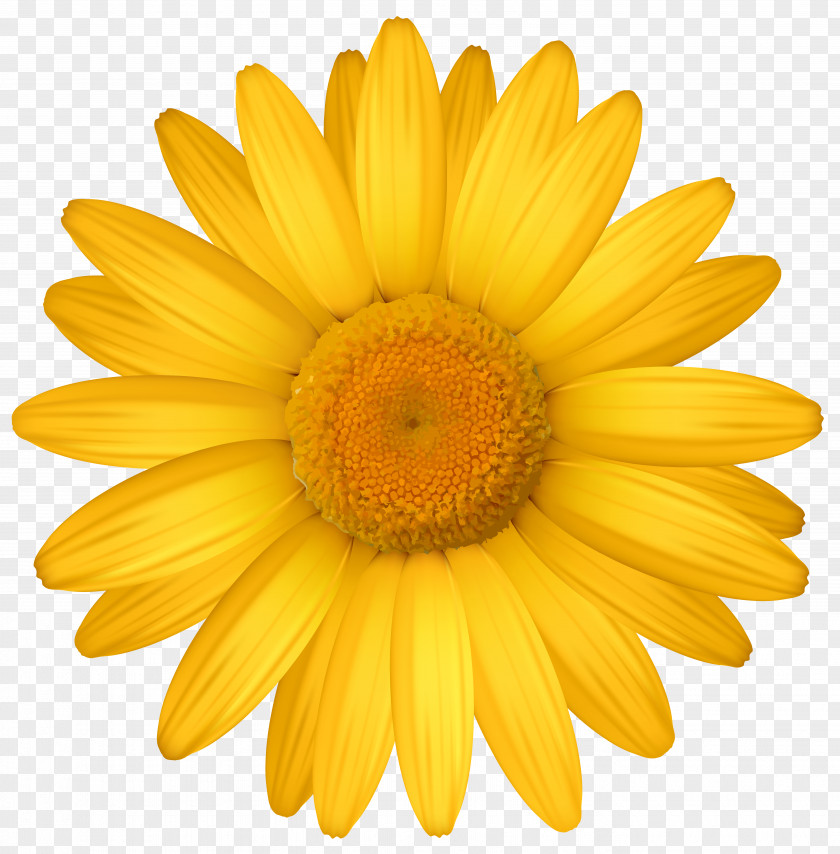 Fun Daisy Cliparts Yellow Common Transvaal Clip Art PNG