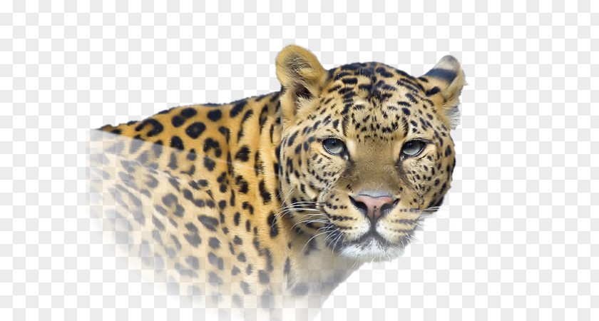 Leopard Cheetah Jaguar Tiger Lion PNG