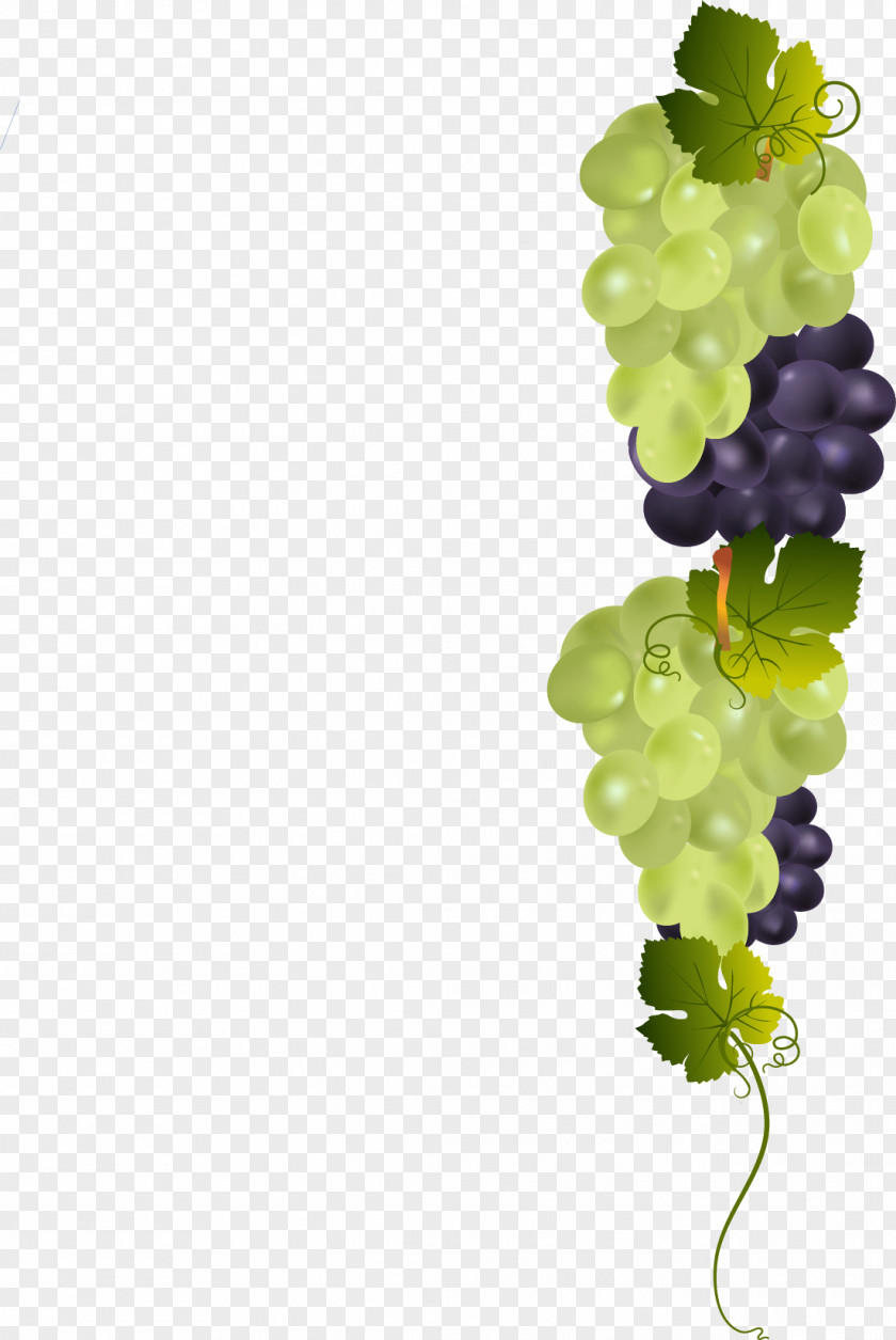 Vector Painted A Bunch Of Grapes Grape PNG