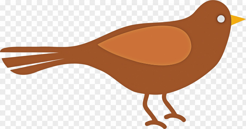 Bird Beak Robin PNG