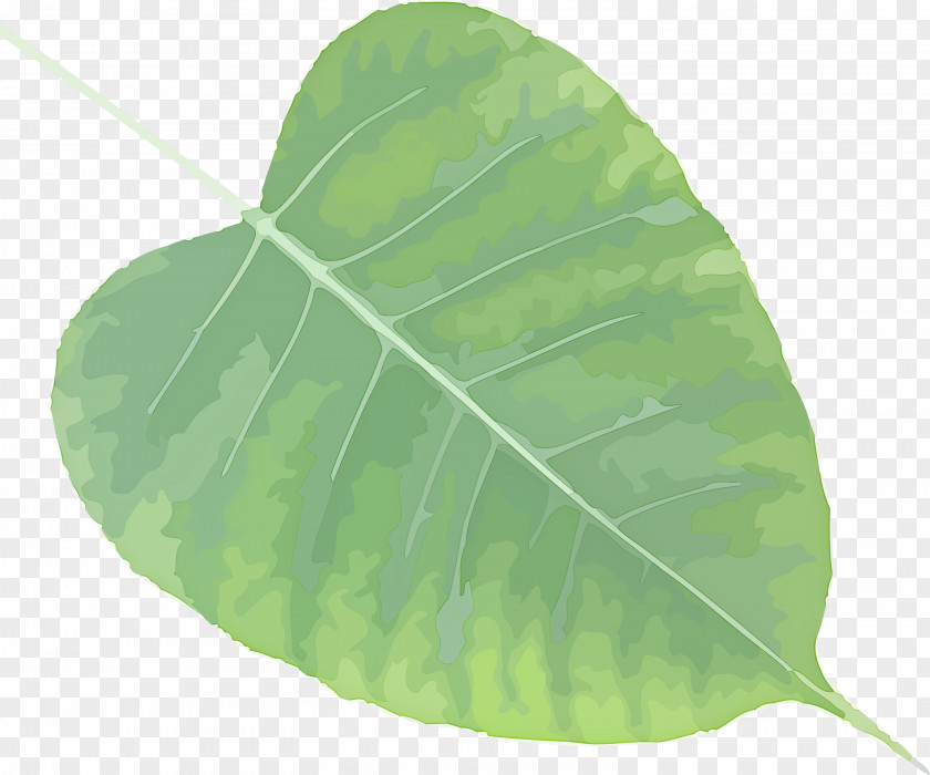 Bodhi Leaf Day PNG