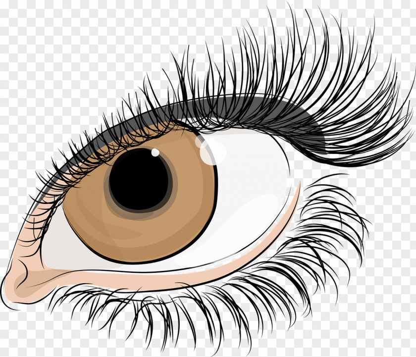 Eye Eyelash Extensions Facial Cosmetics PNG