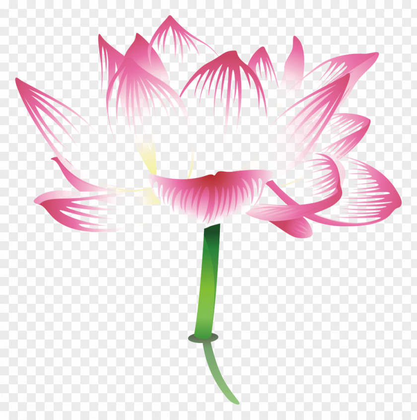 Small Fresh Lotus Nelumbo Nucifera Poster PNG