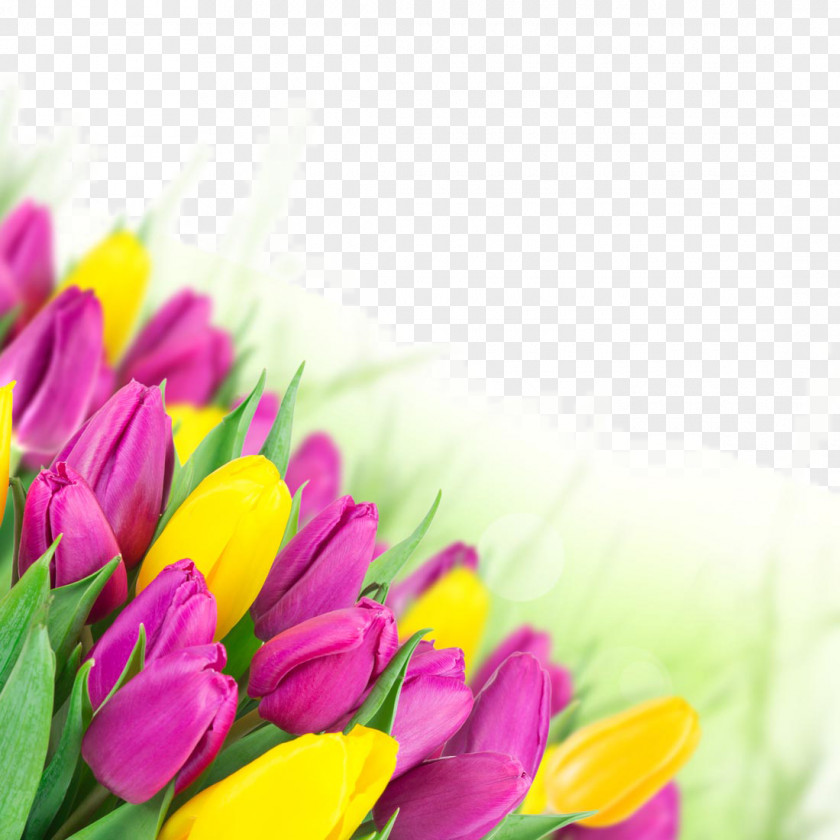Beautiful Tulip Flowers Flower Bouquet Pink Wallpaper PNG