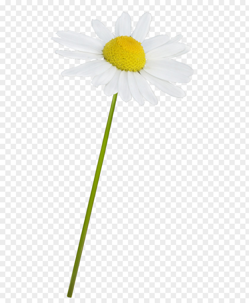 Chamomile Common Daisy Oxeye Roman Mayweed PNG