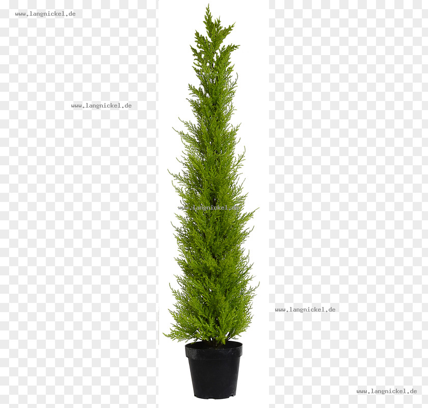 Cosmetic Shop Spruce English Yew Fir Pine Larch PNG