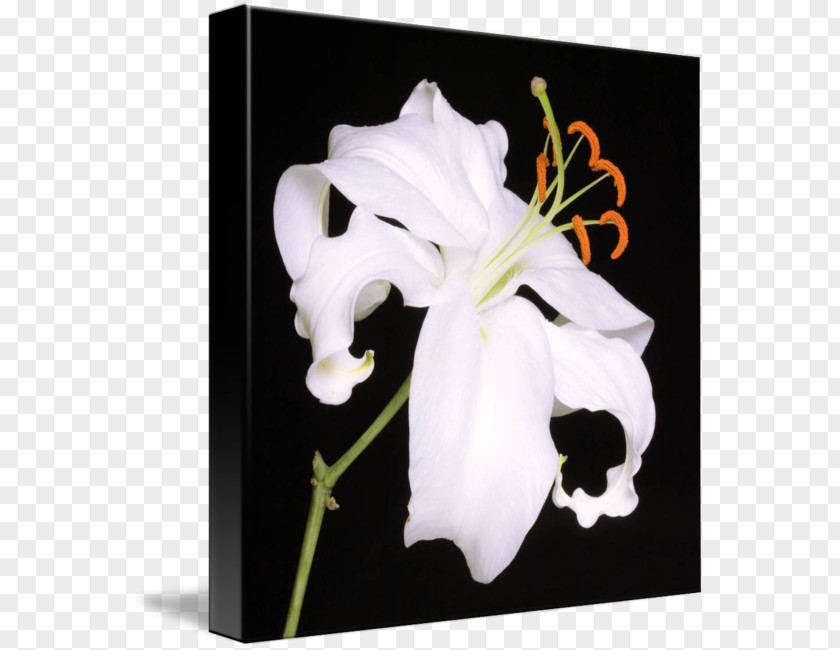 Lilium 'Stargazer' Lily Floral Design Art Flower PNG