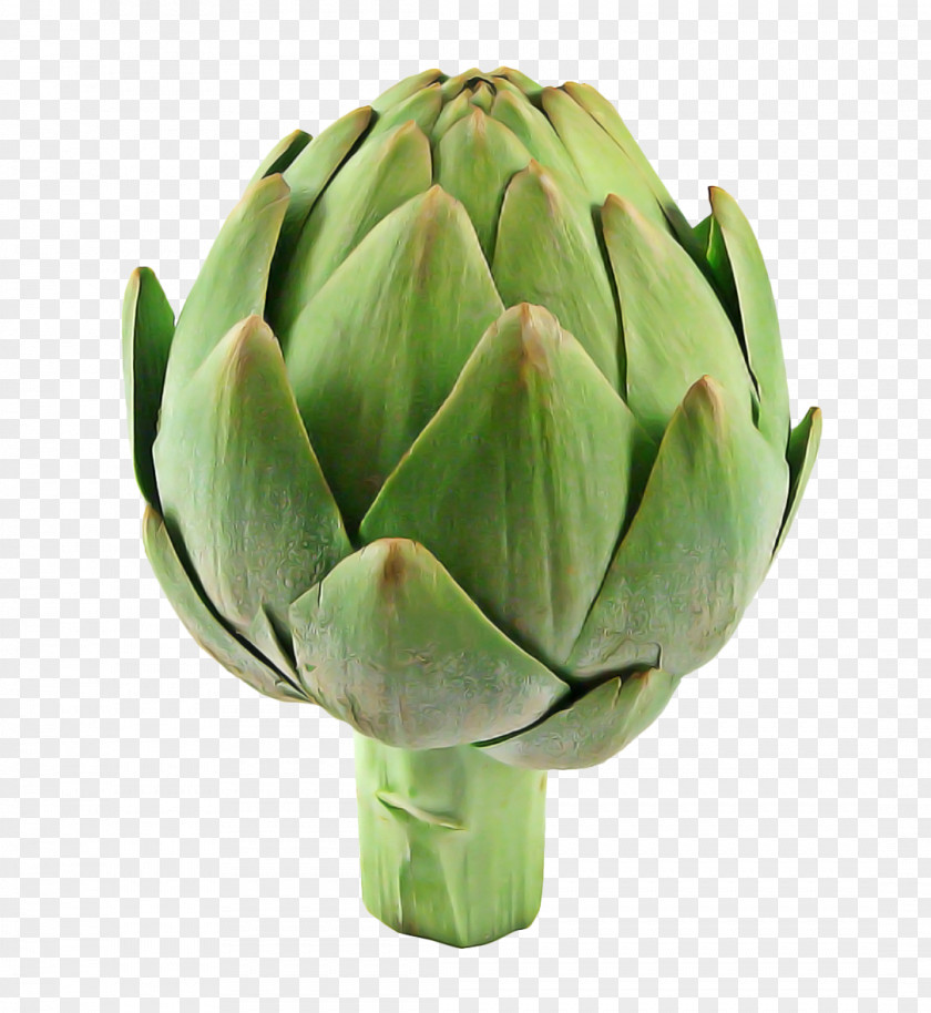 Artichoke Thistle Daisy Family Vegetable Cartoon PNG