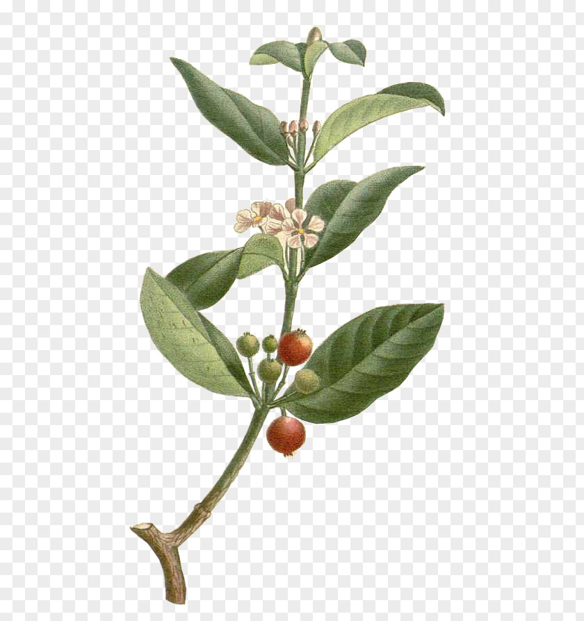 Cherry Barbados Malpighia Glabra Dietary Supplement Fruit PNG