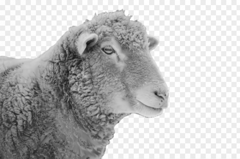 Dalls Sheep Blackandwhite Eid Ul Adha PNG
