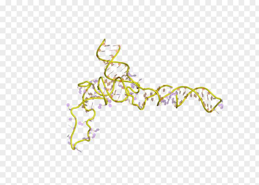 Fungi 5S Ribosomal RNA Ribosome Polymerase PNG