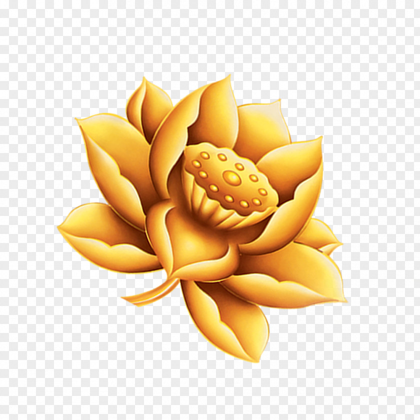 Golden Lotus Free To Pull The Material Gold Clip Art PNG
