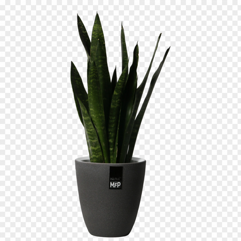 Large Potted Plants Houseplant Flowerpot Aloe Vera PNG