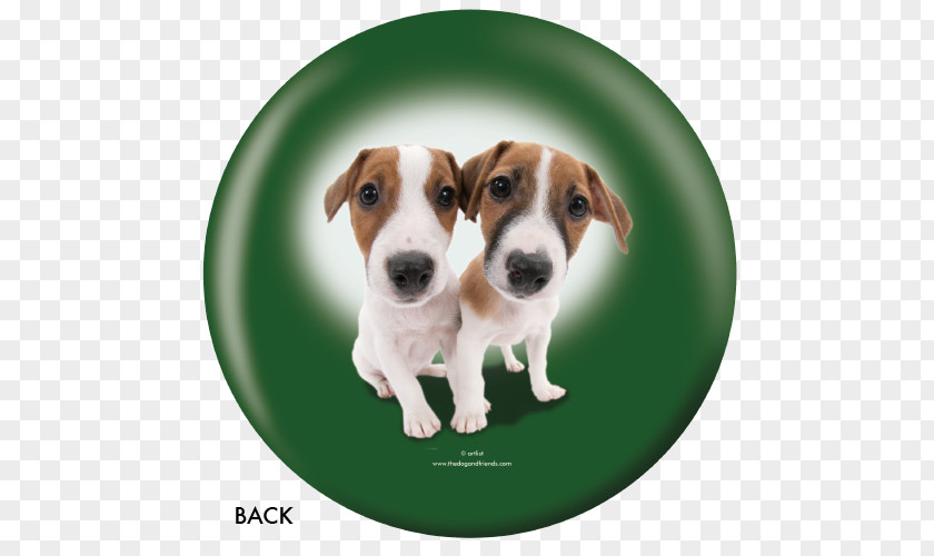Russell Terrier Jack English Foxhound Dog Breed Parson Tenterfield PNG