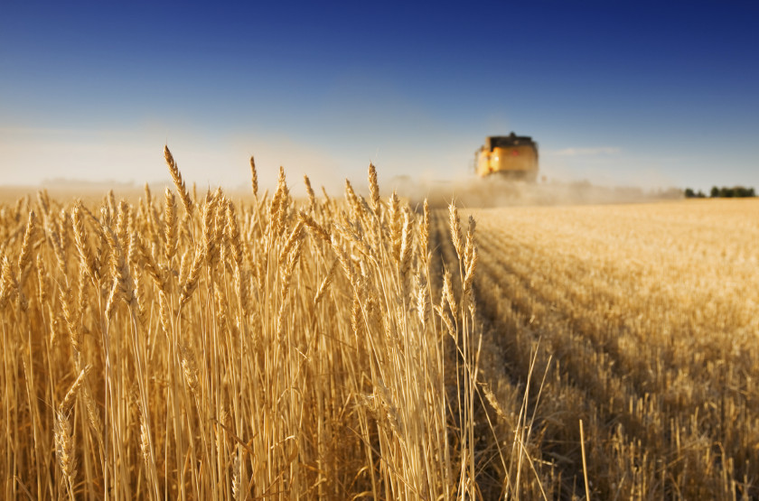 Wheat Genetically Modified Crop Agriculture Harvest PNG