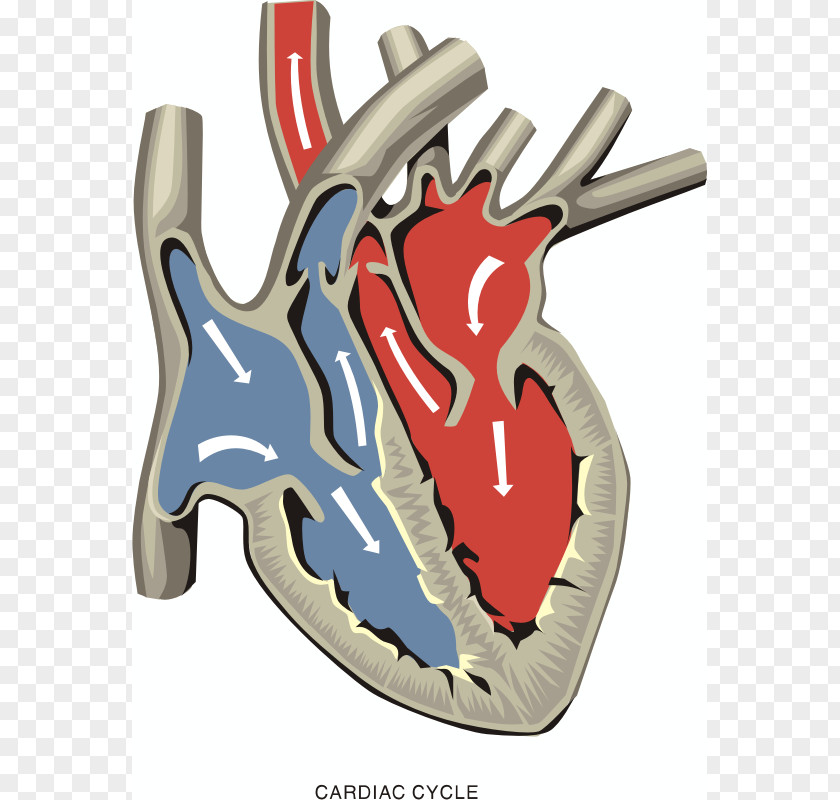 Blood Pulmonary Artery Ventricle Heart Valve Atrium PNG