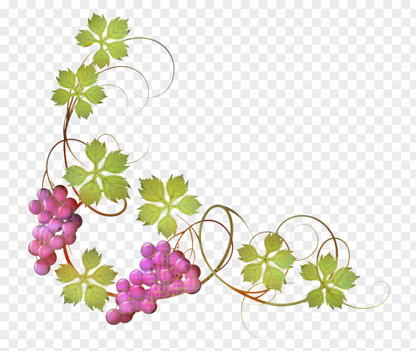 Common Grape Vine Red Wine Clip Art PNG