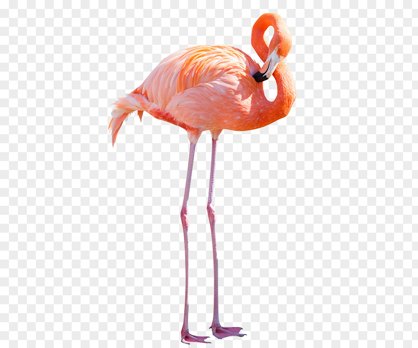 Flamingo Greater American Stock Photography Royalty-free PNG