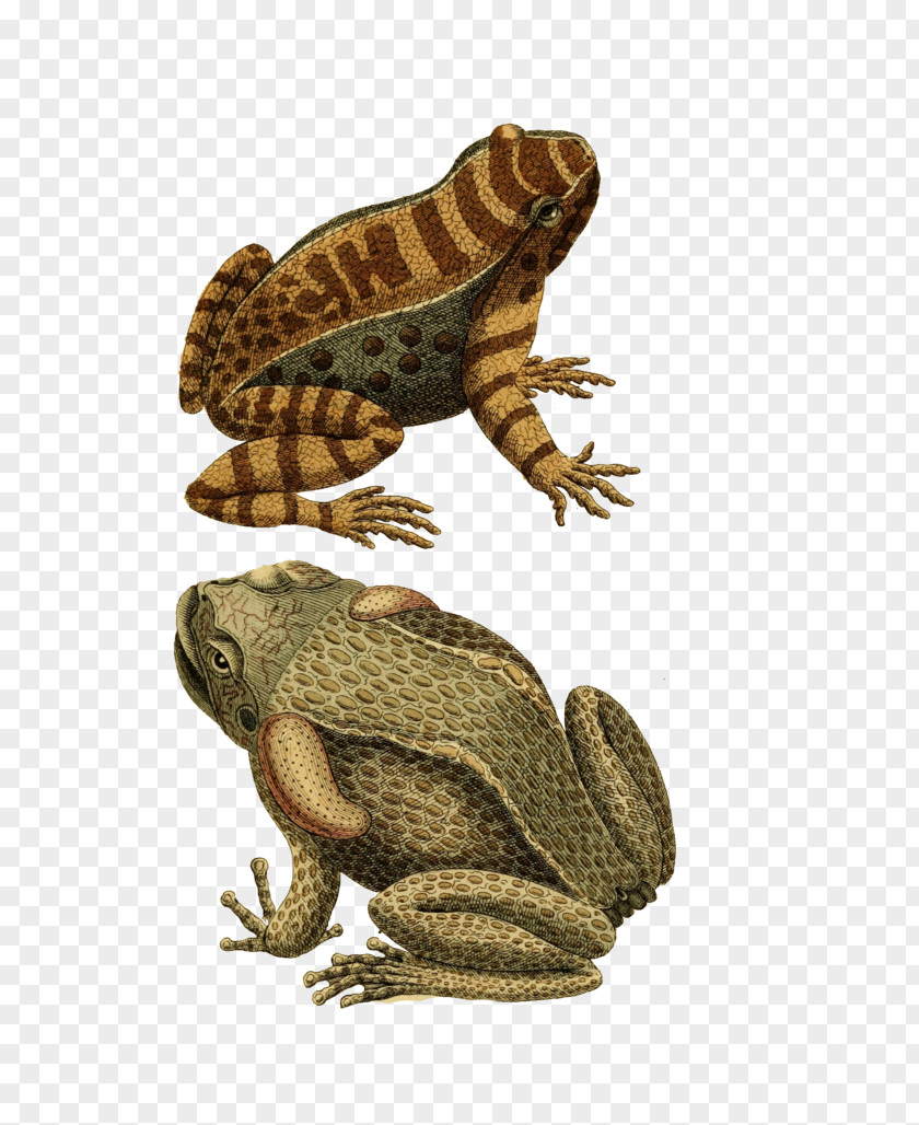 Frog True Toad Amphibian PNG